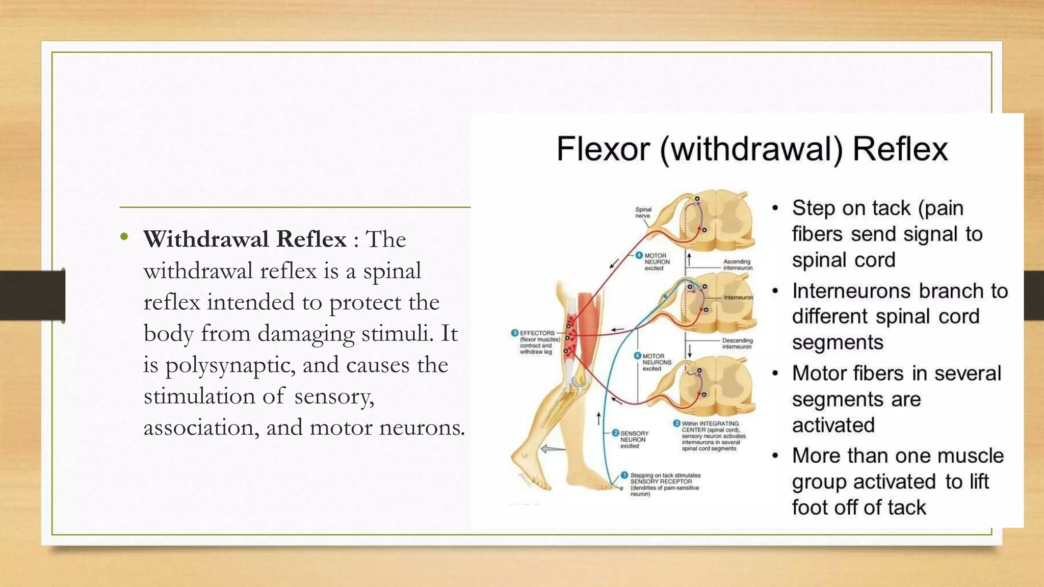 • Withdrawal Reflex : The
withdrawal reflex is a spinal
reflex intended to protect the
body from damaging stimuli. It
is polysynaptic, and causes the
stimulation of sensory,
association, and motor neurons.
 