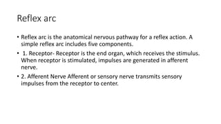 Reflex arc
• Reflex arc is the anatomical nervous pathway for a reflex action. A
simple reflex arc includes five components.
• 1. Receptor- Receptor is the end organ, which receives the stimulus.
When receptor is stimulated, impulses are generated in afferent
nerve.
• 2. Afferent Nerve Afferent or sensory nerve transmits sensory
impulses from the receptor to center.
 