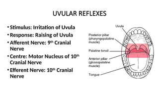 UVULAR REFLEXES
•Stimulus: Irritation of Uvula
•Response: Raising of Uvula
•Afferent Nerve: 9th
Cranial
Nerve
•Centre: Motor Nucleus of 10th
Cranial Nerve
•Efferent Nerve: 10th
Cranial
Nerve
 