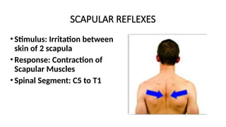 SCAPULAR REFLEXES
•Stimulus: Irritation between
skin of 2 scapula
•Response: Contraction of
Scapular Muscles
•Spinal Segment: C5 to T1
 