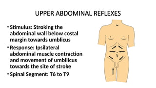 UPPER ABDOMINAL REFLEXES
• Stimulus: Stroking the
abdominal wall below costal
margin towards umblicus
• Response: Ipsilateral
abdominal muscle contraction
and movement of umbilicus
towards the site of stroke
• Spinal Segment: T6 to T9
 