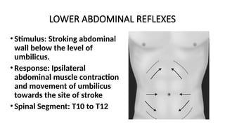 LOWER ABDOMINAL REFLEXES
• Stimulus: Stroking abdominal
wall below the level of
umbilicus.
• Response: Ipsilateral
abdominal muscle contraction
and movement of umbilicus
towards the site of stroke
• Spinal Segment: T10 to T12
 