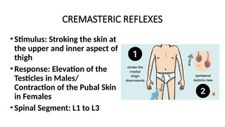 CREMASTERIC REFLEXES
•Stimulus: Stroking the skin at
the upper and inner aspect of
thigh
•Response: Elevation of the
Testicles in Males/
Contraction of the Pubal Skin
in Females
•Spinal Segment: L1 to L3
 