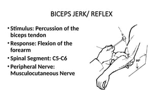 BICEPS JERK/ REFLEX
•Stimulus: Percussion of the
biceps tendon
•Response: Flexion of the
forearm
•Spinal Segment: C5-C6
•Peripheral Nerve:
Musculocutaneous Nerve
 