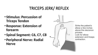 TRICEPS JERK/ REFLEX
•Stimulus: Percussion of
Triceps Tendon
•Response: Extension of
forearm
•Spinal Segment: C6, C7, C8
•Peripheral Nerve: Radial
Nerve
 