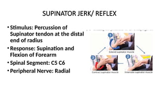 SUPINATOR JERK/ REFLEX
•Stimulus: Percussion of
Supinator tendon at the distal
end of radius
•Response: Supination and
Flexion of Forearm
•Spinal Segment: C5 C6
•Peripheral Nerve: Radial
 
