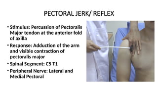 PECTORAL JERK/ REFLEX
• Stimulus: Percussion of Pectoralis
Major tendon at the anterior fold
of axilla
• Response: Adduction of the arm
and visible contraction of
pectoralis major
• Spinal Segment: C5 T1
• Peripheral Nerve: Lateral and
Medial Pectoral
 