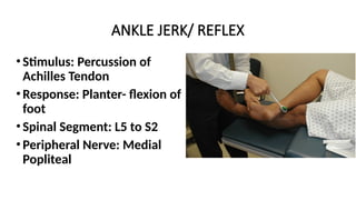 ANKLE JERK/ REFLEX
•Stimulus: Percussion of
Achilles Tendon
•Response: Planter- flexion of
foot
•Spinal Segment: L5 to S2
•Peripheral Nerve: Medial
Popliteal
 