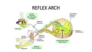REFLEX ARCH
 
