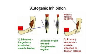 Autogenic Inhibition
 