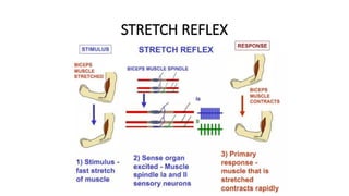 STRETCH REFLEX
 