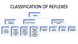 CLASSIFICATION OF REFLEXES
REFLEX
Based on
Acquiring
Inborn:
Secretion
of saliva
Acquired:
Saliva
secretion
on sight of
food
Based on Purpose
Protective
Reflex:
Withdrawa
l or Flexor
reflex
Antigravity
Reflex:
Extensor or
counter
gravitational
reflexes
Based on Clinical
Aspect
Superficial
Reflexes
Deep
Reflexes
Visceral
Reflexes
Pathologica
l Reflexes
 