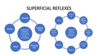 SUPERFICIAL REFLEXES
Superficial
Reflexes
concerning
Mucous
Membrane
Corneal
Conjunc
tival
Pharyng
eal
Nasal
Uvular Superficial
Reflexes
concerning
cutaneous
stimulation
Scapul
ar
Upper
Abdom
inal
Lower
Abdom
inal
Cremas
teric
Gluteal
Planter
Bulboc
averno
sus
Anal
 