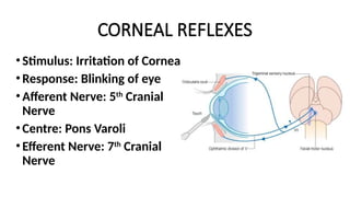 CORNEAL REFLEXES
•Stimulus: Irritation of Cornea
•Response: Blinking of eye
•Afferent Nerve: 5th
Cranial
Nerve
•Centre: Pons Varoli
•Efferent Nerve: 7th
Cranial
Nerve
 