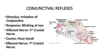 CONJUNCTIVAL REFLEXES
•Stimulus: Irritation of
Conjunctiva
•Response: Blinking of eye
•Afferent Nerve: 5th
Cranial
Nerve
•Centre: Pons Varoli
•Efferent Nerve: 7th
Cranial
Nerve
 