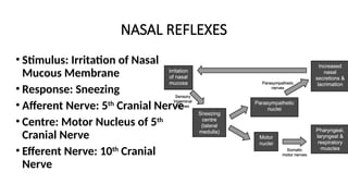 NASAL REFLEXES
• Stimulus: Irritation of Nasal
Mucous Membrane
• Response: Sneezing
• Afferent Nerve: 5th
Cranial Nerve
• Centre: Motor Nucleus of 5th
Cranial Nerve
• Efferent Nerve: 10th
Cranial
Nerve
 