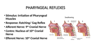 PHARYNGEAL REFLEXES
• Stimulus: Irritation of Pharyngeal
Muscles
• Response: Ratching/ Gag Reflex
• Afferent Nerve: 9th
Cranial Nerve
• Centre: Nucleus of 10th
Cranial
Nerve
• Efferent Nerve: 10th
Cranial Nerve
 