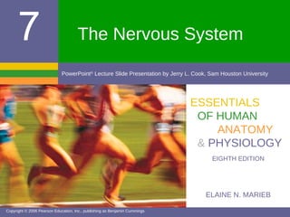 The Nervous System ELAINE N. MARIEB EIGHTH EDITION 7 Copyright © 2006 Pearson Education, Inc., publishing as Benjamin Cummings PowerPoint ®  Lecture Slide Presentation by Jerry L. Cook, Sam Houston University ESSENTIALS OF HUMAN ANATOMY &   PHYSIOLOGY 