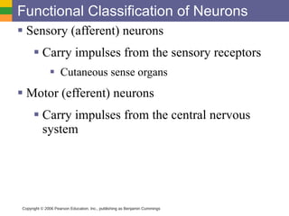 Functional Classification of Neurons Sensory (afferent) neurons Carry impulses from the sensory receptors Cutaneous sense organs Motor (efferent) neurons Carry impulses from the central nervous system Copyright © 2006 Pearson Education, Inc., publishing as Benjamin Cummings 