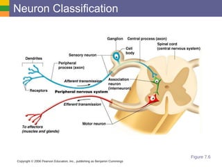 Neuron Classification Copyright © 2006 Pearson Education, Inc., publishing as Benjamin Cummings Figure 7.6 