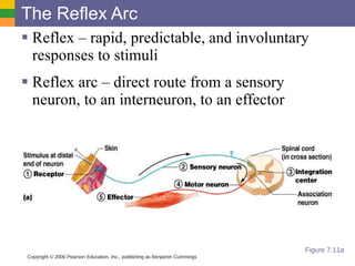 The Reflex Arc Reflex – rapid, predictable, and involuntary responses to stimuli Reflex arc – direct route from a sensory neuron, to an interneuron, to an effector Copyright © 2006 Pearson Education, Inc., publishing as Benjamin Cummings Figure 7.11a 