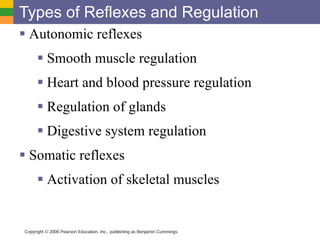 Types of Reflexes and Regulation Autonomic reflexes Smooth muscle regulation Heart and blood pressure regulation Regulation of glands Digestive system regulation Somatic reflexes Activation of skeletal muscles Copyright © 2006 Pearson Education, Inc., publishing as Benjamin Cummings 
