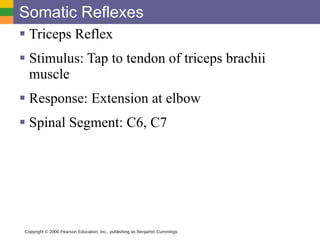 somatic reflex examples