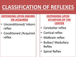 Reflexes | PPTX