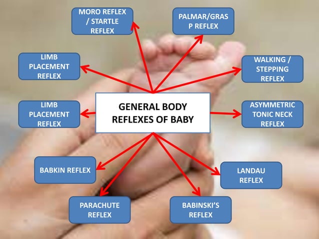 Reflexes | PPTX | Pregnancy | Reproductive Health