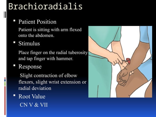 Reflex Examination, Introduction and Procedure | PPTX | Death, Injury ...