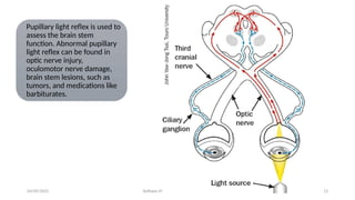 Light Reflex Present REFLEXES.pptx Presented by Dr. Kalptaru Roy | PPTX