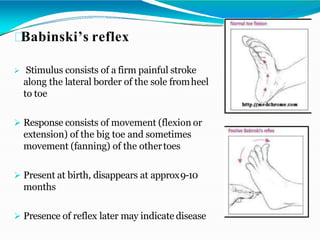 Babinski’s reflex
 Stimulus consists of a firm painful stroke
along the lateral border of the sole fromheel
to toe
 Response consists of movement (flexion or
extension) of the big toe and sometimes
movement (fanning) of the othertoes
 Present at birth, disappears at approx9-10
months
 Presence of reflex later may indicate disease
 