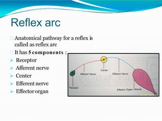 Reflex arc
Anatomical pathway for a reflex is
called as reflex arc
It has 5 components :
 Receptor
 Afferent nerve
 Center
 Efferent nerve
 Effectororgan
 