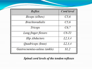 Spinal cord levels of the tendon reflexes
 