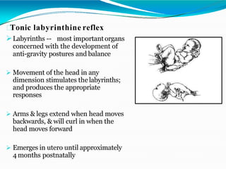 Tonic labyrinthine reflex
Labyrinths -- most importantorgans
concerned with the development of
anti-gravity postures and balance
 Movement of the head in any
dimension stimulates the labyrinths;
and produces the appropriate
responses
 Arms & legs extend when head moves
backwards, & will curl in when the
head moves forward
 Emerges in utero until approximately
4 months postnatally
 