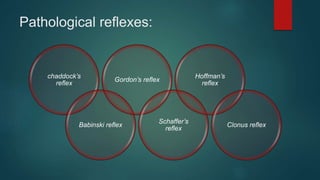 Pathological reflexes:
chaddock’s
reflex
Babinski reflex
Gordon’s reflex
Schaffer’s
reflex
Hoffman’s
reflex
Clonus reflex
 