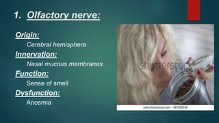 1. Olfactory nerve:
Origin:
Cerebral hemisphere
Innervation:
Nasal mucous membranes
Function:
Sense of smell
Dysfunction:
Anosmia
 