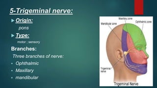 5-Trigeminal nerve:
 Origin:
pons
 Type:
motor ; sensory
Branches:
Three branches of nerve:
 Ophthalmic
 Maxillary
 mandibular
 