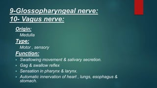 9-Glossopharyngeal nerve:
10- Vagus nerve:
Origin:
Medulla
Type:
Motor , sensory
Function:
 Swallowing movement & salivary secretion.
 Gag & swallow reflex
 Sensation in pharynx & larynx.
 Automatic innervation of heart , lungs, esophagus &
stomach.
 
