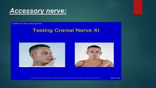 Accessory nerve:
 