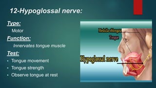 12-Hypoglossal nerve:
Type:
Motor
Function:
Innervates tongue muscle
Test:
 Tongue movement
 Tongue strength
 Observe tongue at rest
 