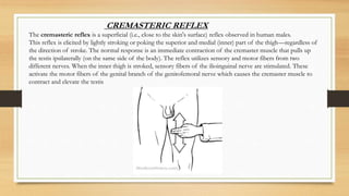 The cremasteric reflex is a superficial (i.e., close to the skin's surface) reflex observed in human males.
This reflex is elicited by lightly stroking or poking the superior and medial (inner) part of the thigh—regardless of
the direction of stroke. The normal response is an immediate contraction of the cremaster muscle that pulls up
the testis ipsilaterally (on the same side of the body). The reflex utilizes sensory and motor fibers from two
different nerves. When the inner thigh is stroked, sensory fibers of the ilioinguinal nerve are stimulated. These
activate the motor fibers of the genital branch of the genitofemoral nerve which causes the cremaster muscle to
contract and elevate the testis
CREMASTERIC REFLEX
 