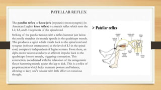 The patellar reflex or knee-jerk (myotatic) (monosynaptic) (in
American English knee reflex) is a stretch reflex which tests the
L2, L3, and L4 segments of the spinal cord.
Striking of the patellar tendon with a reflex hammer just below
the patella stretches the muscle spindle in the quadriceps muscle.
This produces a signal which travels back to the spinal cord and
synapses (without interneurons) at the level of L3 in the spinal
cord, completely independent of higher centres. From there, an
alpha motor neuron conducts an efferent impulse back to the
quadriceps femoris muscle, triggering contraction. This
contraction, coordinated with the relaxation of the antagonistic
flexor hamstring muscle causes the leg to kick. This is a reflex of
proprioception which helps maintain posture and balance,
allowing to keep one's balance with little effort or conscious
thought.
PATELLAR REFLEX
 