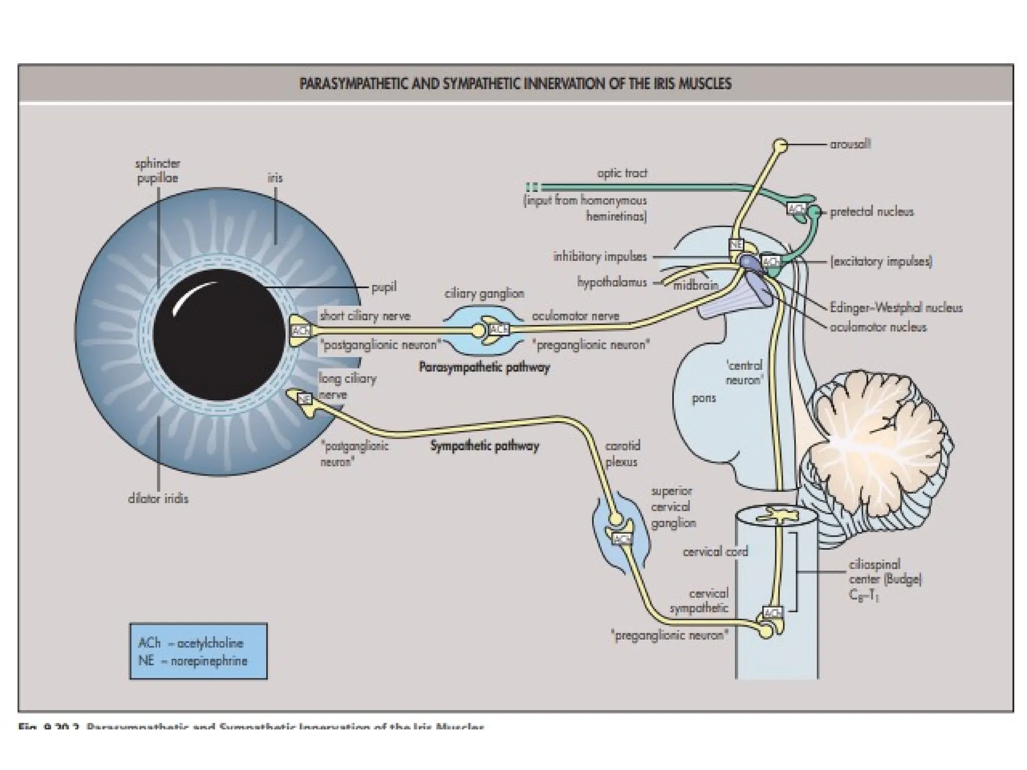 The ocular reflexes in ophthalmology.pptx