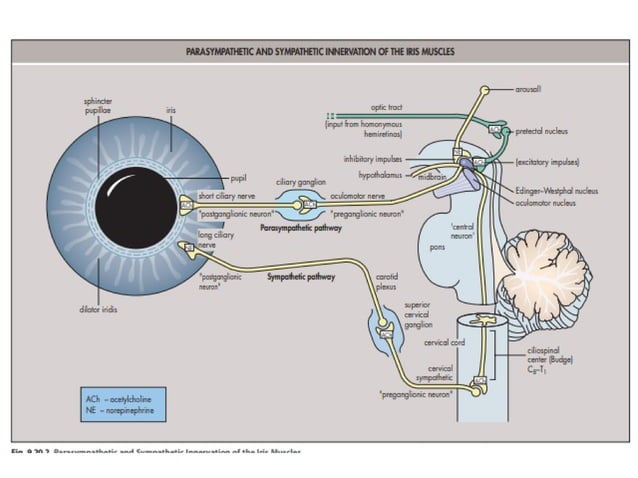 The ocular reflexes in ophthalmology.pptx