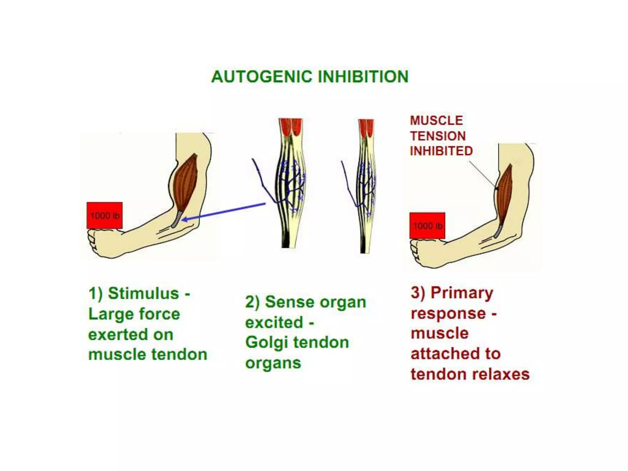 Polysynaptic Reflexes Example Reflexes | PPTX