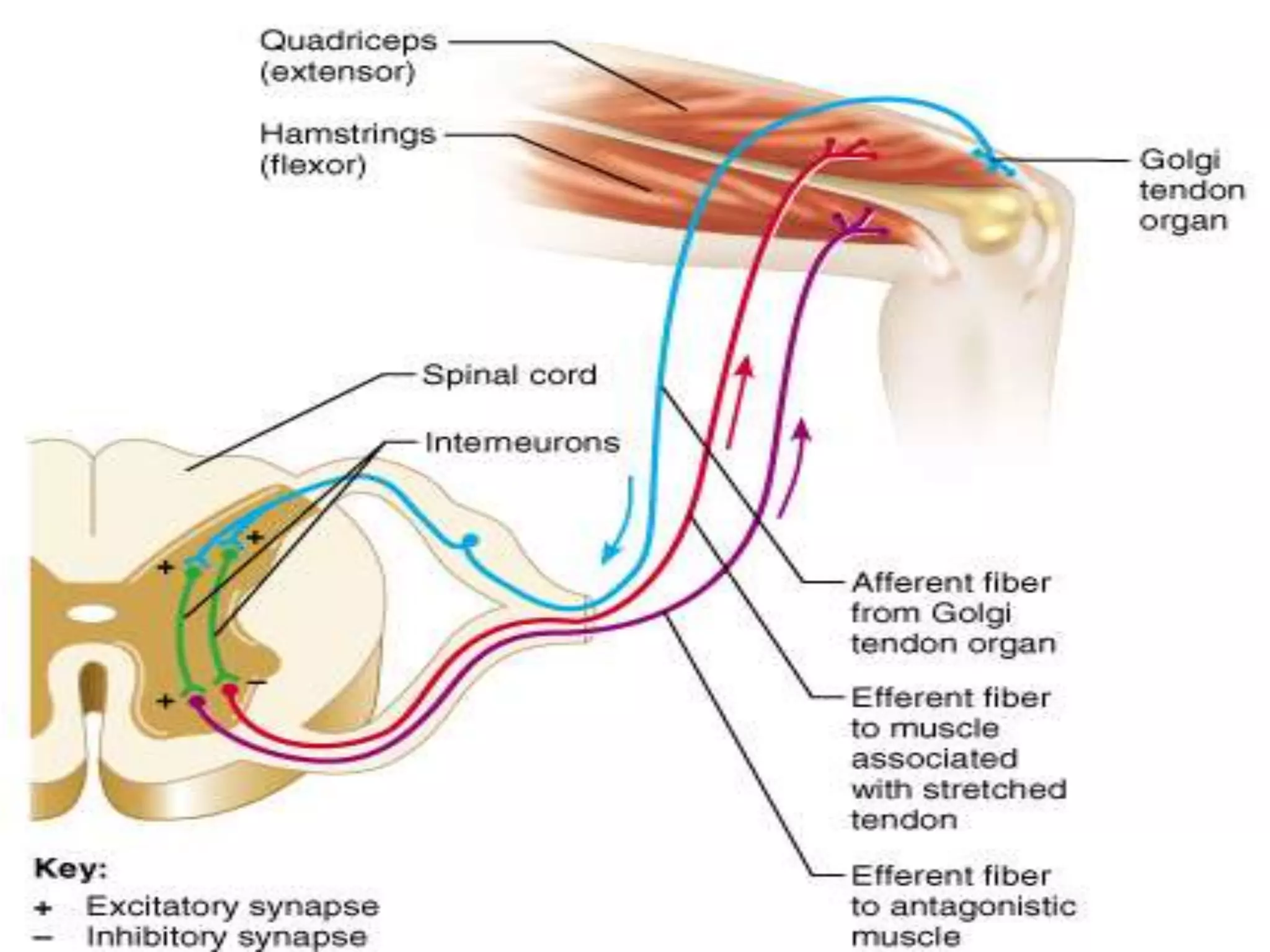 Reflex Reflex Reflexes | PPTX