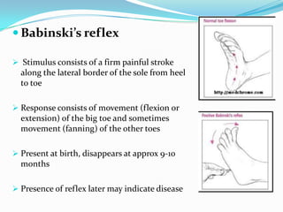 Babinski’s reflex
 Stimulus consists of a firm painful stroke
along the lateral border of the sole from heel
to toe
 Response consists of movement (flexion or
extension) of the big toe and sometimes
movement (fanning) of the other toes
 Present at birth, disappears at approx 9-10
months
 Presence of reflex later may indicate disease
 