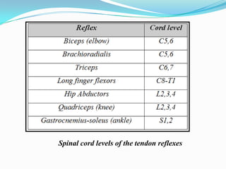 Spinal cord levels of the tendon reflexes
 