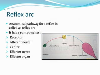 Reflex arc
 Anatomical pathway for a reflex is
called as reflex arc
 It has 5 components :
 Receptor
 Afferent nerve
 Center
 Efferent nerve
 Effector organ
 